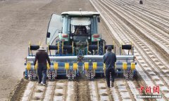 新疆莎车县百万亩棉花播种工作全面展开